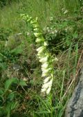 Digitalis lutea